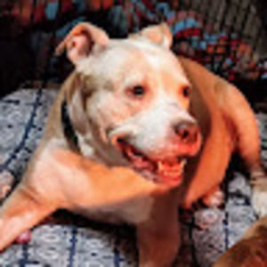 Meet your Posher, Alison